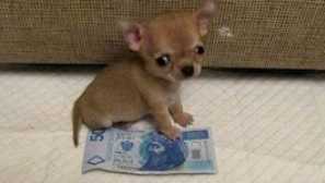 Pasji tudi - najmanjši na svetu: opis in cena